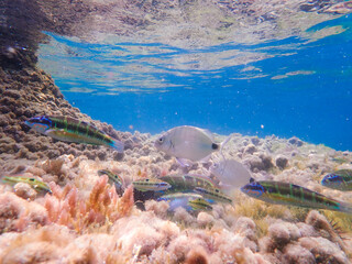Dark blue ocean surface seen from underwater. Abstract waves underwater and rays of sunlight...