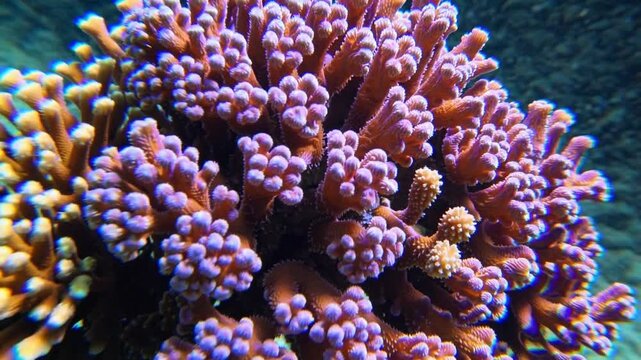 Vibrant Coral Growth Underwater, Eco-Friendly Marine Habitat, Simple Beauty in Nature