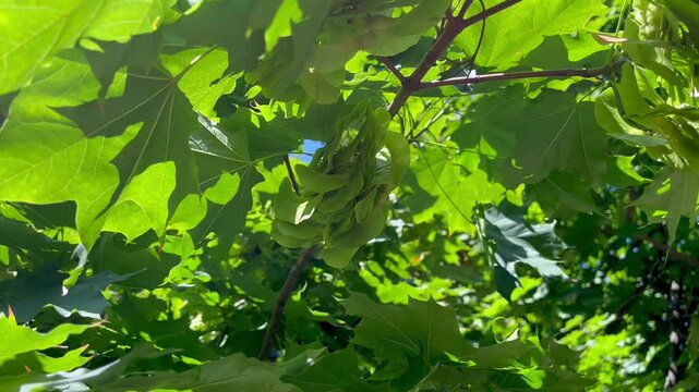 Green leaves and seeds on maple tree in the garden	