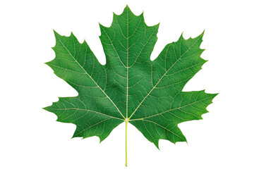 Detailed bright green maple leaf, cut out