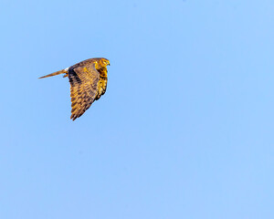 A Montagu's harrier