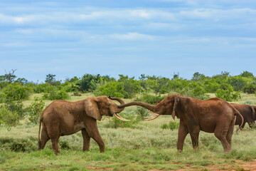 Two Elephants lock trucks