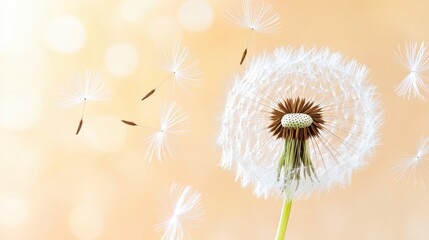 Dandelion Seeds Dispersing Into Ambient Light Glow