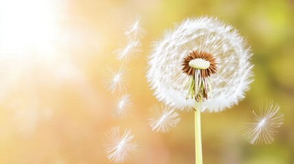 Obraz premium Delicate Dandelion Seeds Floating Against Soft Light
