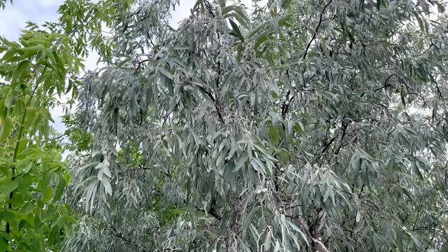 Loch ordinary (Elaeagnus angustifolia L., wild olive tree, djidda, jide, pshat, igda)	
