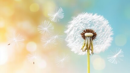 Obraz premium Sunny Dandelion Scattering Seeds Across Pastel Sky