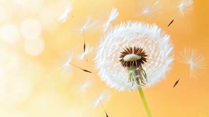 Obraz premium Whimsical Dandelion Seeds Disperse In Orange Glow