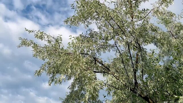 Loch ordinary (Elaeagnus angustifolia L., wild olive tree, djidda, jide, pshat, igda)	
