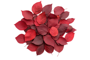 Vibrant red leaves arranged in a circular pattern, cut out