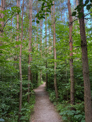 Nationalpark Hainich - Waldlabyrinth am Feenstieg