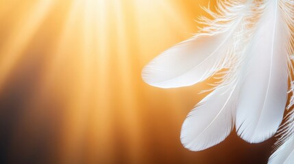 Naklejka premium Ethereal White Feathers In Golden Sunlight Ambiance.