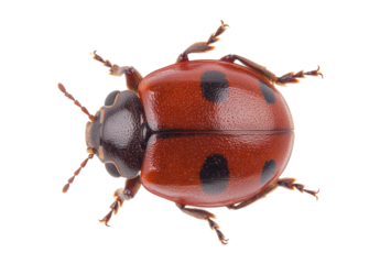 Close-up of a red ladybug with black spots, cut out