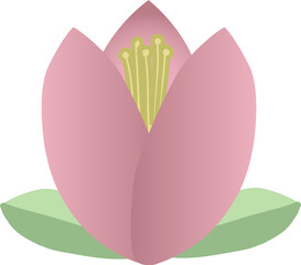 Pink Magnolia Tulip Flower