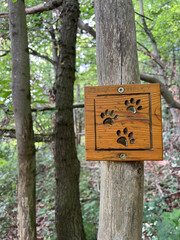 Nationalpark Hainich - Wildkatzenkinderwald