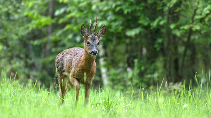 Roe deer buck walking in a clearing. Capreolus capreolus, Sologne, Loiret 45, région Centre-Val-de-Loire, France, European Union, Europe