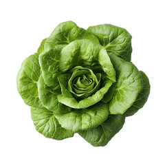 Fototapeta premium Vibrant fresh lettuce close-up food natural top view healthy eating concept isolated on transparent and white background