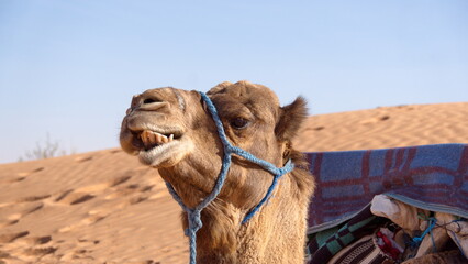 Close up of a dromedary camel (Camelus dromedarius) showing its teeth in the Sahara Desert, outside...
