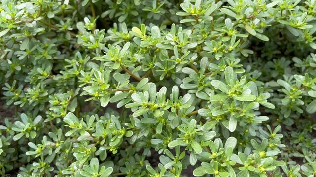 blooming Purslane (Portulaca oleracea) growing in the garden