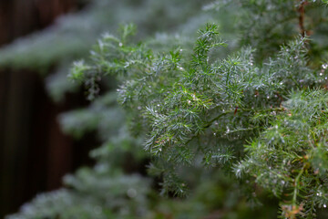Chamaecyparis pisifera in the park close-up.