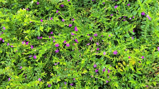 The pinkish-purple flowers of False heather or Elfin herbare in full bloom. Bees flock to the flowers to collect nectar.Cuphea hyssopifolia Humb Bonpl. Kunt is small shrub can grown ground cover plant