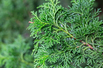 Close-up of the green branches of Chamaecyparis obtusa, selective focus.