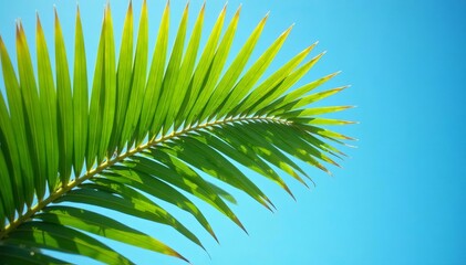 Close up of palm tree leaf cut out against blue sky background, tropical, vibrant, isolated