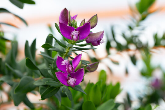Polygala myrtifolia common names Bellarine pea,Myrtle-leaf milkwort, Parrot bush,Polygala,September bush is an evergreen shrub native to southern Africa.