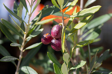 ripe olives on the branches of an olive tree