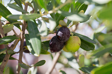 ripe olives on the branches of an olive tree