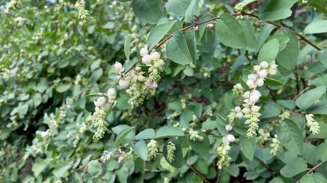 Snow berries fruits (Symphoricarpos albus)	
