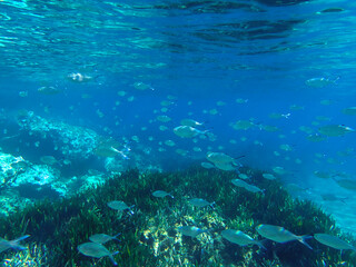 Dark blue ocean surface seen from underwater. Abstract waves underwater and rays of sunlight shining through, Sun light rays undersea deep, Underwater background with sea bottom, Mediterranean sea.
