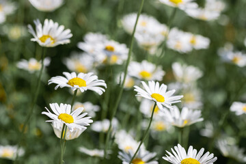 Fototapeta premium Flowering White wildflowers daisy with soft blurred green leaves background, summer sunlight and bokeh effect. Beautiful flower chamomile close up on field, floral botanical aesthetics nature