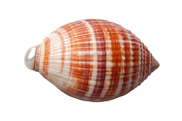 Obraz premium Beautiful shell with pearl resting on surface, cut out