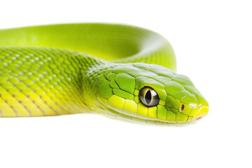 Fototapeta premium Vivid green snake with smooth scales, cut out