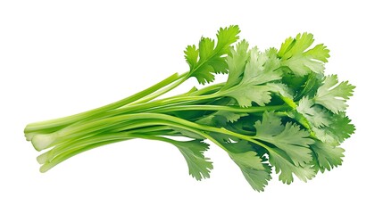 Fresh Cilantro Bunch for White Background.