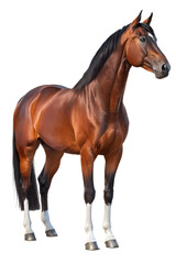 Naklejka premium Elegant Bay Horse Standing Isolated on White Background – Majestic Equine Beauty