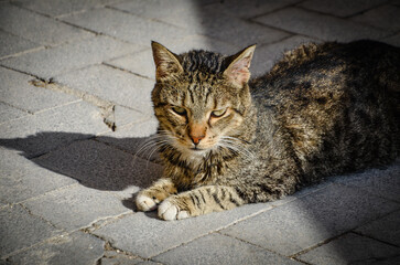 Fototapeta premium Gray cat on the street in Syracuse, Sicily