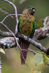 Brazilian parrot species (Pyrrhura frontalis)