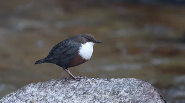 a white throated dipper, cinclus cinclus, in a mountain creek at a spring day