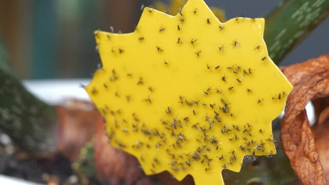 CLOSE UP: Yellow sticky trap covered in fungus gnats, houseplant pests that thrive in moist soil. Effectiveness of pest control for reducing population, preventing damage and improving plant health.