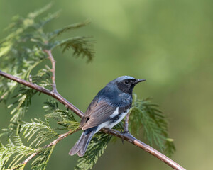Black-throated Blue Warbler (Setophaga caerulescens) small passerine bird of the New World warbler family.