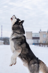 A cheerful young dog in beautiful nature.