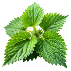 green nettle isolated on white background