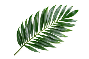 Green palm leaf on a white background, cut out