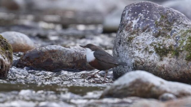 a white throated dipper, cinclus cinclus, in a mountain creek at a spring day