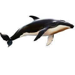 Fototapeta premium Majestic humpback whale swimming gracefully through clear ocean waters with sunlight filtering down from above isolated on a white background.
