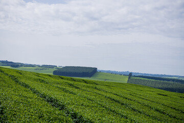 Green tea leaves plantations Kenya East Africa