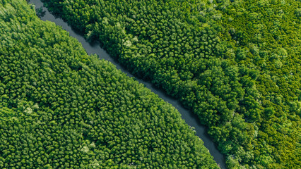 Ecology and environment concept. Natural forest full of green trees from high angle. Big forest view with river. Pure nature.