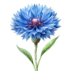Cornflower Watercolor isolated on transparent background
