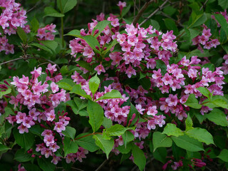 Weigela blooming bush. Spring time flowers concept. High quality photo